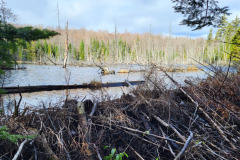 Barrage de castors. Photos chutes Parker