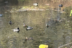 Lac-a-la-Tortue