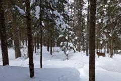 Mont Otis